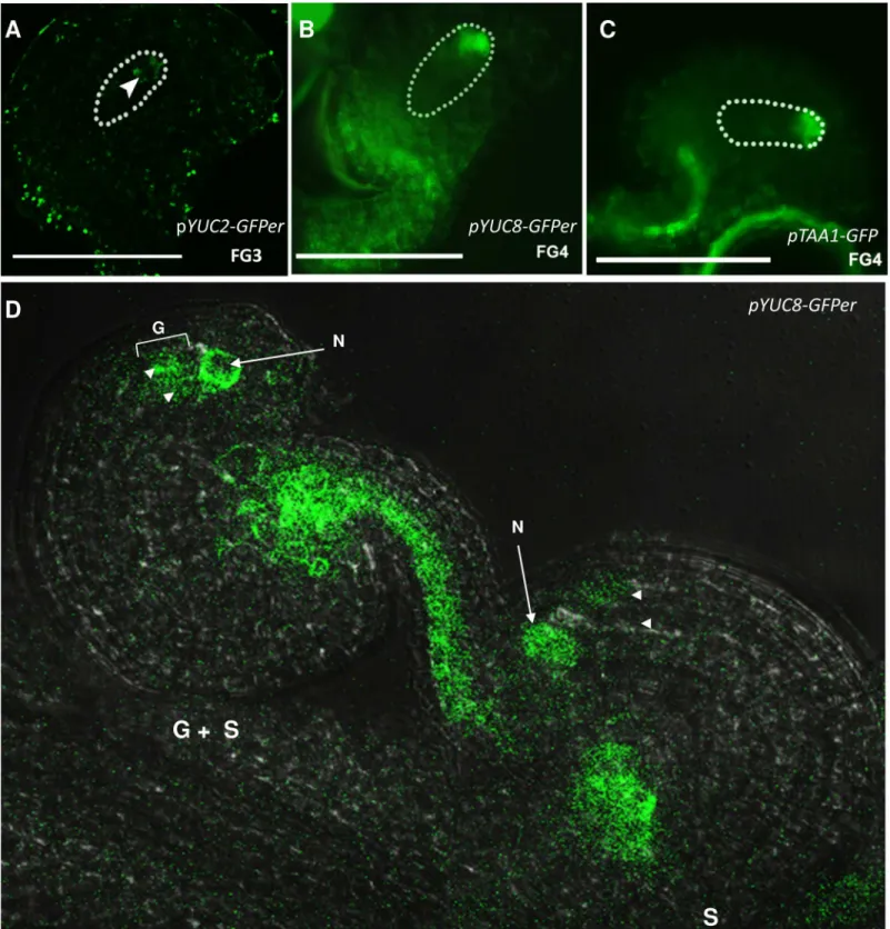 Fig 1. Expression pattern of auxin biosynthetic genes in the developing embryo sac. A, pYUC2-GFPer expression at FG3 stage