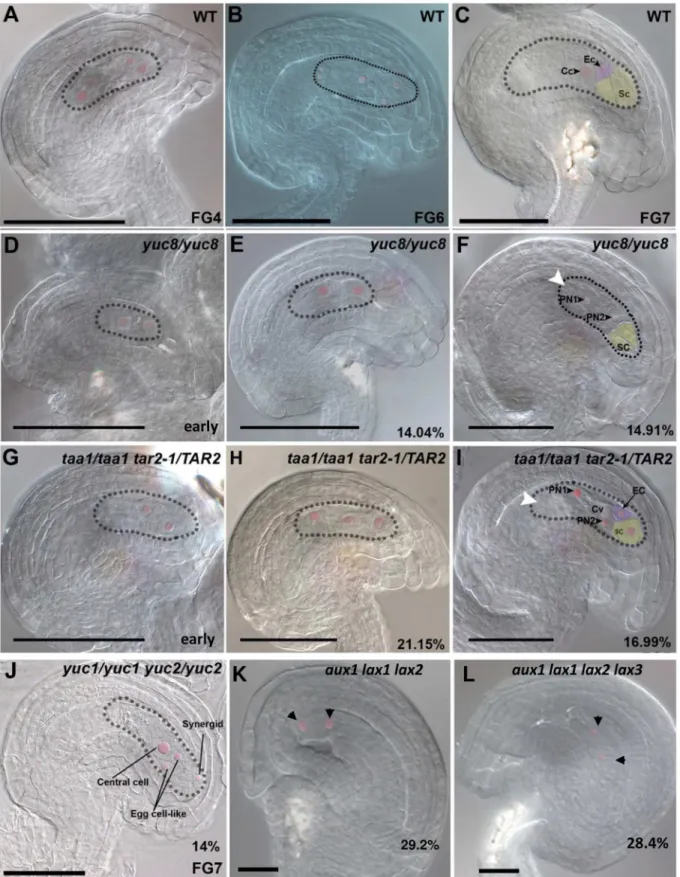 Fig 2. Embryo sac developmental defects in mutants impaired in auxin biosynthesis and import