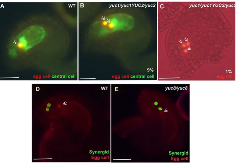 Fig 3. Changes in auxin homoeostasis lead to altered cell specification. A, D, WT. B and C, yuc1/yuc1 yuc2/YUC2