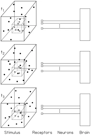 Fig. 1. The Entropy Theory concept of the physiological response to a stimulus. This figure combines elements of Fig
