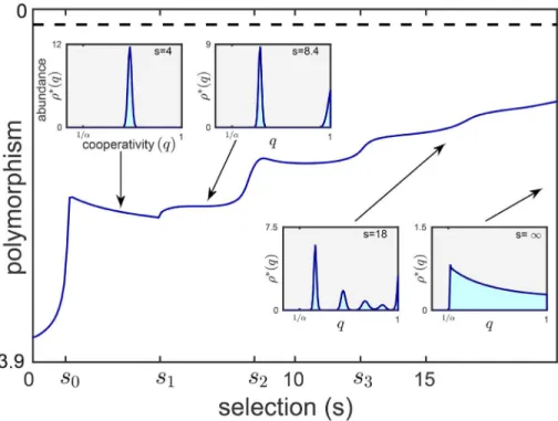 Fig 3. From monomorphic to polymorphic populations. When local selection is weak (s < s 1 ), a single trait magnitude dominates at steady state (left inset)