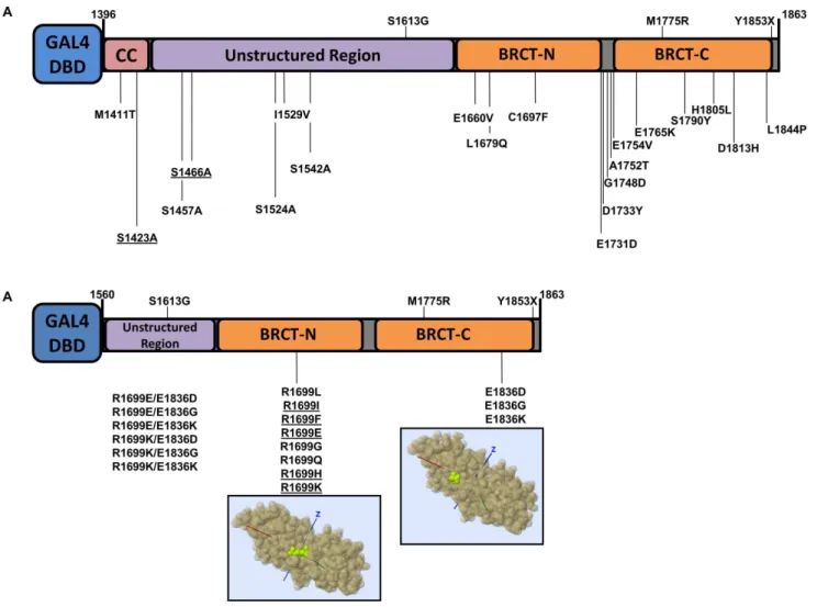 Figure 1. BRCA1 carboxy-terminal variants. ( A ) Natural and artificial (underlined) BRCA1 variants in the context of the analyzed region (comprising amino acids residues 1396–1863)