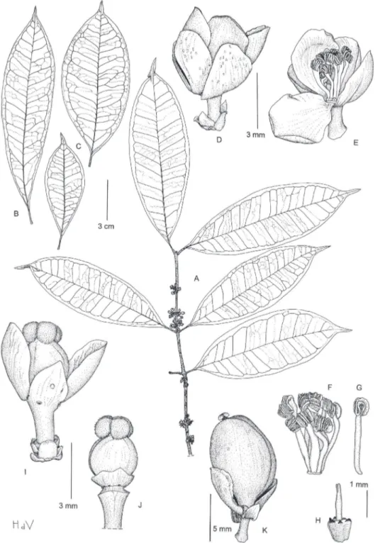 Figure 2.  Garcinia gabonensis:  A Flowering twig B, C Leaves, showing the variation D Male lower  e Idem, open and three petals removed F Androecium G Stamen h Pistillode i Female lower J  Gy-noecium and disk K Fruit