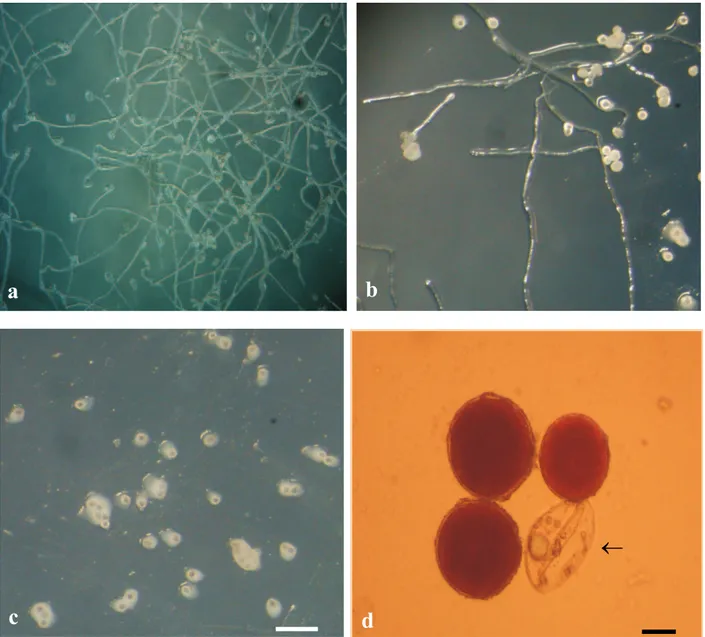 Figure 1. In vitro pollen grain germination of diploid banana hybrids, in culture medium with pH 7.0 (a-c)
