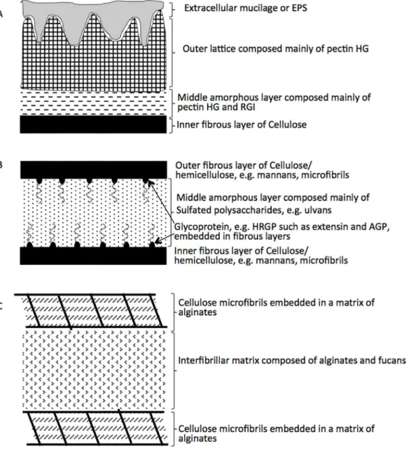 Fig 3. Schematic representation of algal cell walls. The cell wall composition differs between various algal groups [43]