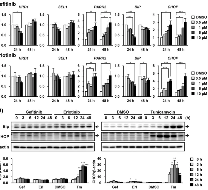 Fig 2. Gefitinib and erlotinib induced the up-regulation of PARK2 and CHOP mRNA in A549 cells