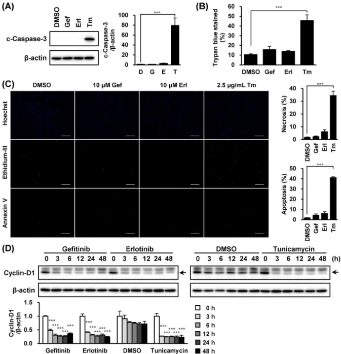 Fig 3. Gefitinib and erlotinib decreased cyclin-D1 without activation of caspase-3. A549 cells were treated with gefitinib (10 μM), erlotinib (10 μM) or tunicamycin (2.5 μg/mL) for 48 h or indicated times