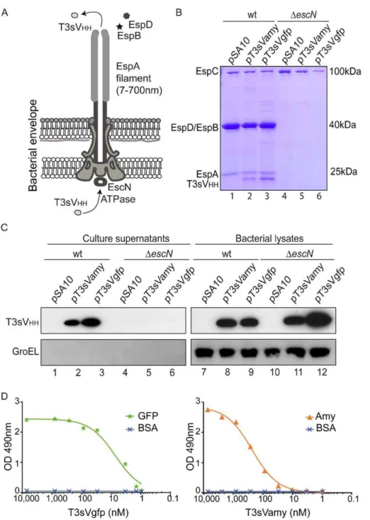 Figure 1. Secretion of sdAbs to the extracellular medium with T3SS of EPEC. (A) Schematic representation of the T3SS-complex encoded by EPEC, labeling the essential ATPase EscN, the extracellular EspA filament and the secreted EspB and EspD translocators