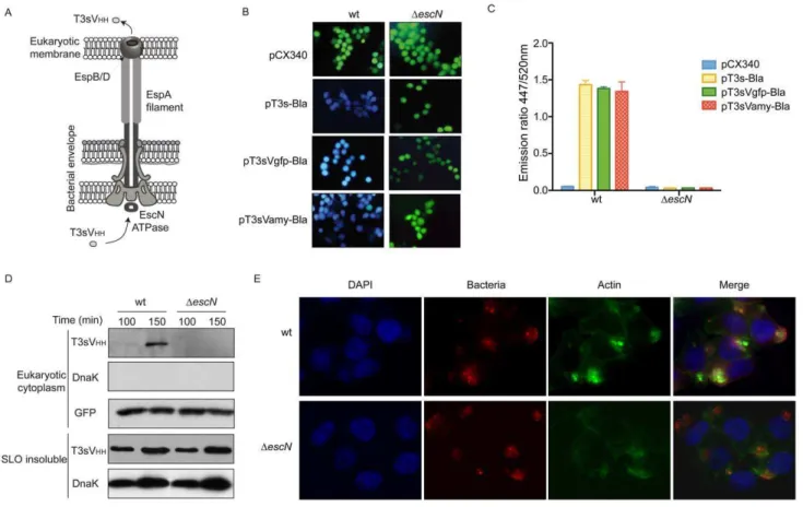 Figure 2. Translocation of sdAbs into HeLa cells using T3SS of EPEC. (A) Schematic representation of T3SS-complex from EPEC with EspB/D pore complex assembled in the mammalian cell plasma membrane