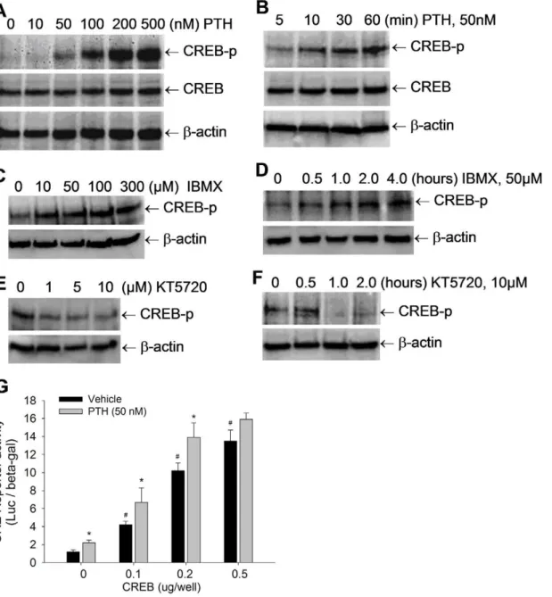 Figure 1. PTH signaling activates CREB phosphorylation in osteoblasts. (A–F) CREB phosphorylation levels in C2C12 cells, treated with PTH at 0 to 500 nM for 1 hour (A); PTH at 50 nM for 5 to 60 min (B); or IBMX at 0 to 300 mM for 1 hour (C); IBMX at 50 mM 