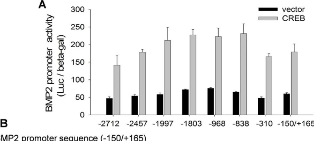 Figure 5. CREB transactivates BMP2 through CRE in the BMP2 promoter. (A) BMP2 promoter reporter activity in C2C12 cells, co-transfected with CREB plasmid and a series of truncated reporter constructs for 24 hours, was measured with b-gal normalization