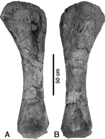 fig. 13A), other than in that MPEF PV 3098 and 3099 form an unresolved trichotomy with  Bra-chiosaurus, thus supporting the referral of this material to the Brachiosauridae.