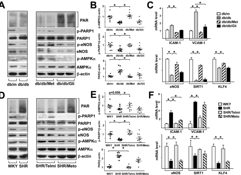 Fig 6. Metformin and telmisartan activate the AMPK-PARP1 cascade in aortic vessel wall of rodents under hyperglycemia and hypertension