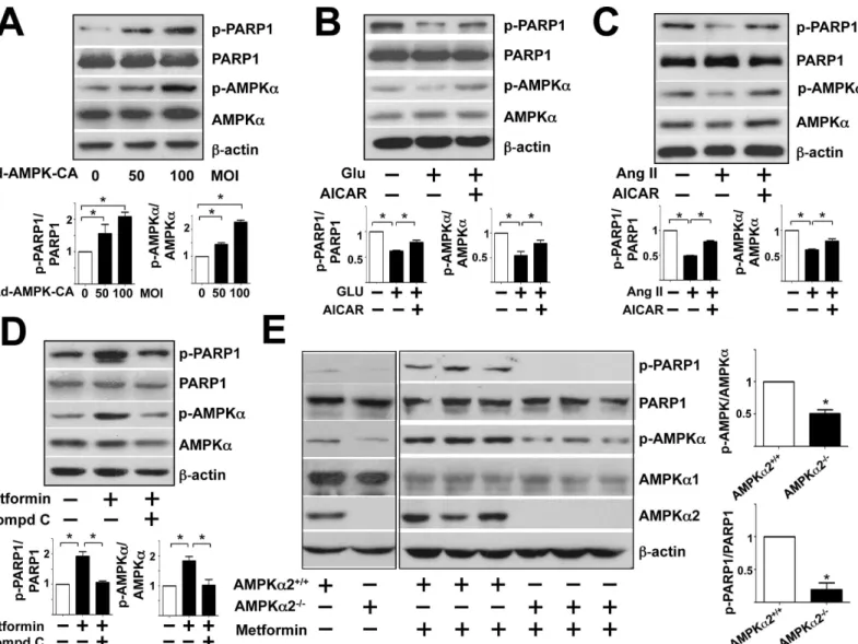 Fig 3. Metformin and telmisartan induce AMPK and PARP1 phosphorylation in mouse aortas