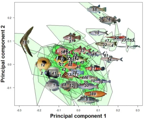 Figure 2. A principal component analysis (PCA) on overall fish shape data showed four main axes of shape deformation representing respectively 32.1%, 26.22%, 13.23% and 6.87% of the overall shape variation in reef fishes (A &amp; B)