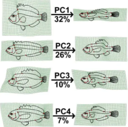 Figure 5. The fish morphospace presented in figure 2A is represented here with each species colored by their elongation ratio (Fig