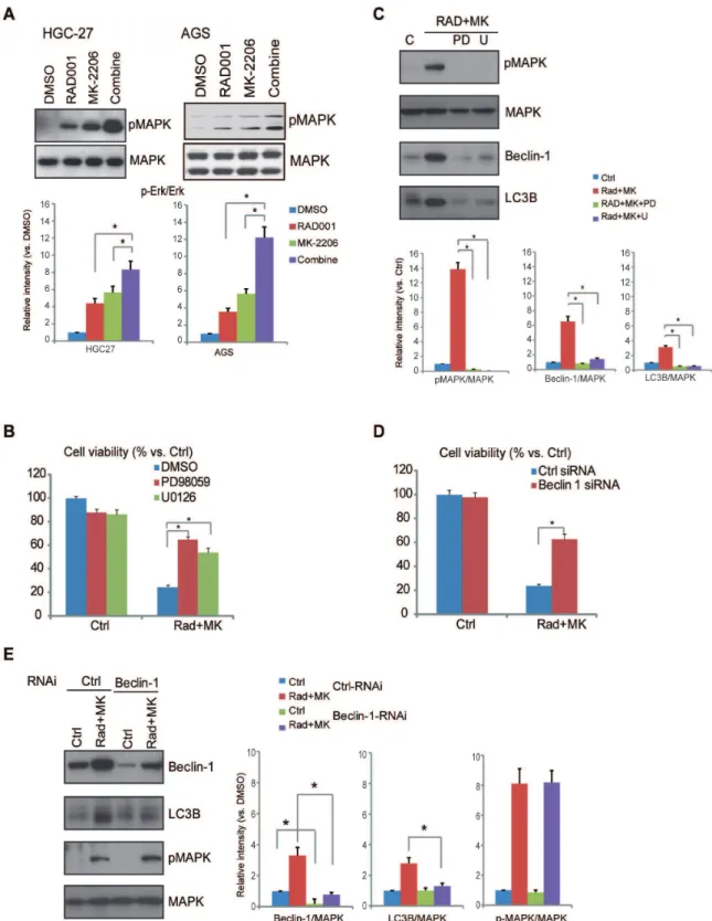 Figure 7. ERK/MAPK-dependent beclin-1 expression is important for autophagic cell death induced by RAD001 and MK-2206