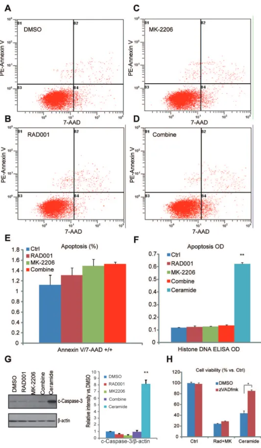 Figure 4. The combination of RAD001 and MK-2206 fails to induce significant apoptosis in HGC-27cells