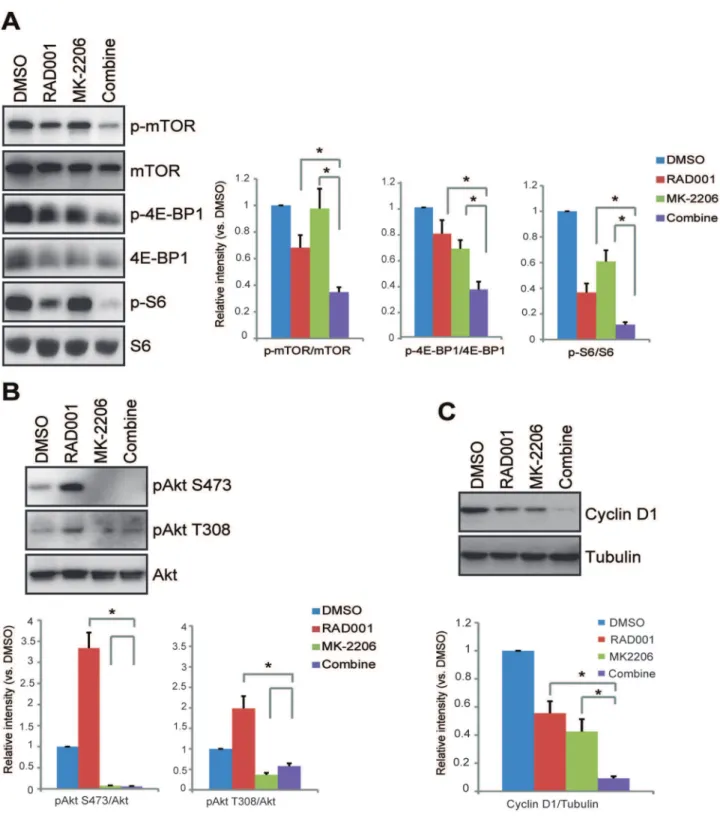Figure 6. The combination of RAD001 and MK-2206 exerts enhanced effects on Akt/mTOR suppression and cyclin D1 down- down-regulation