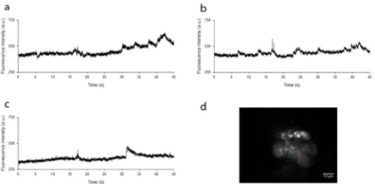 Fig 5. Localisation of changes in fluorescence intensity. (a), (b) and (c) show widefield two-photon excited fluorescence intensities within three adjacent live neuronal cell bodies loaded with Fluo-4 AM, acquired at a frame rate of 100 Hz over a duration 