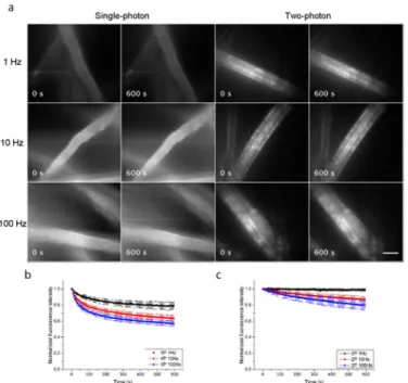 Fig 3. Photo-bleaching experiments using primuline. (a) Single-photon and two-photon-excited widefield images of lens tissue fibres stained with 10 μM primuline in tap water, taken at image acquisition rates of 1 Hz, 10 Hz and 100 Hz with continuous irradi