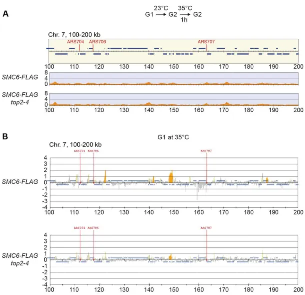 Figure 6. The increase of chromosome-bound Smc5/6 in top2-4 cells requires passage through S-phase at restrictive temperature.