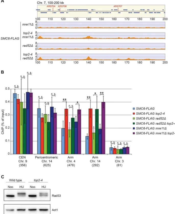 Figure 7. The chromosomal association of Smc6 does not depend on DSB formation or recombination