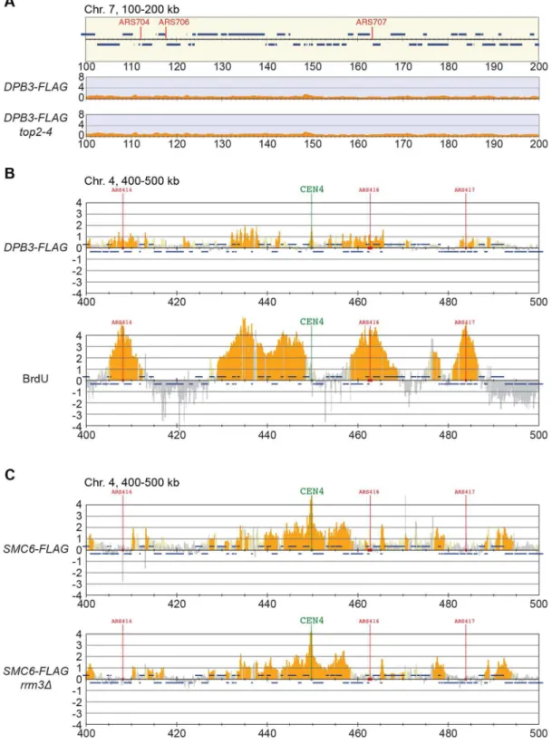 Figure 8. The chromosomal association of Smc6 does not depend on replication fork stalling