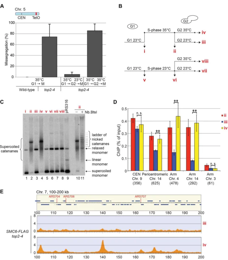 Figure 10. Restoration of Top2 function after replication removes Smc5/6 from chromosomes