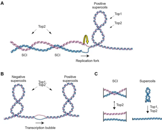 Figure 1. Schematic of DNA supercoiling, SCIs and topoisomerases. (A) Schematic figure of changes in DNA topology at the replication fork.