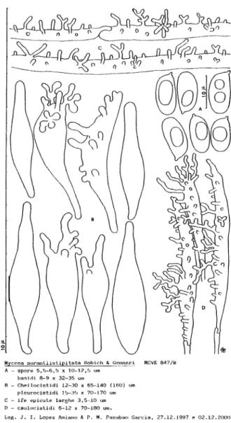 Fig.  1.  Mycena  aurantiistipitata  Robich  &amp;  Gennari 