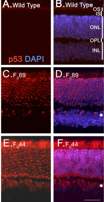 Figure 4. Pattern of expression of p53, its family members, and its regulators in HIP retinas