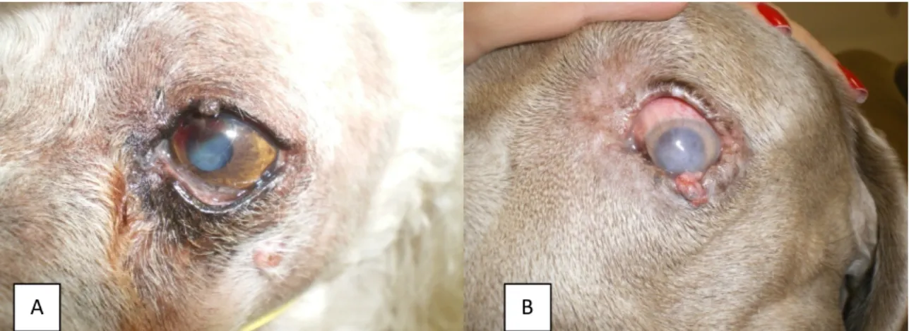 Figura  01  –  A:  Adenoma  tarsal  em  pálpebra  superior  de  cão  da  raça  Poodle