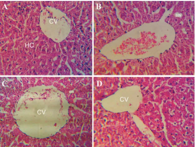 Fig 1: Normal appearance of a hepatic cell cord (HC), hepatocytes, central venule and sinusoid (Sin) in the  control group (A); disorganized architecture of hepatic cell cords and dilatation of sinusoids  and  central venule  (CV) in experimental groups af