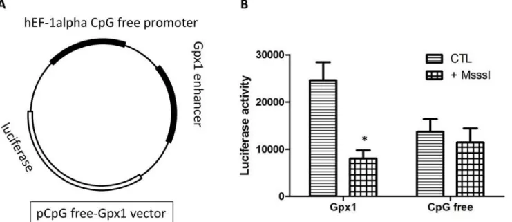 Fig 6. DNA methylation of Gpx1 decreases gene expression. In vitro methylation of Gpx1 target region inhibited transcriptional activity, as measured by a luciferase reporter assay