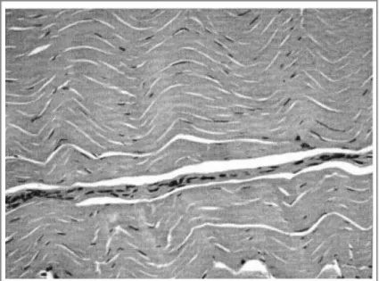 Figura 1: Fotomicrografia óptica de corte histológico de  tendão de equino. Coloração hematoxilina-eosina