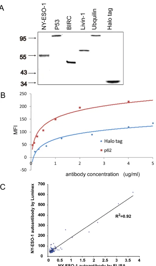 Figure 3. Comparison of Luminex and ELISA technologies. (A) The representative Western Blot of the recombinant autoantigens with HaloTag at N-terminus expressed by in vitro transcription/translation system