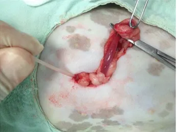 Figura  1  -  Abraçadeira  de  náilon  ao  redor  do  pedículo  ovariano  esquerdo  e  observação  da  hemostasia  após  secção do CAVO de uma cadela.