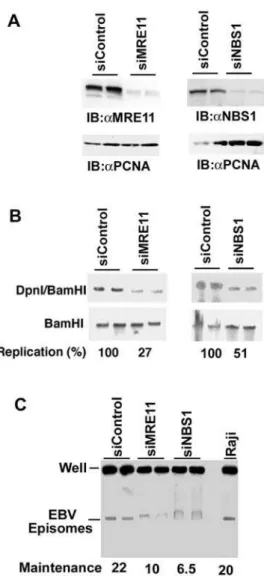Figure 2. MRE11 and NBS1 contribute to OriP replication and EBV episome stability. A) D98/HR1 cells were transfected with siRNA for MRE11 or NBS1, or Luciferase control and assayed by immuno-blot (IB) with antibodies specific for MRE11 (left pane) or NBS1 