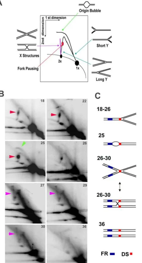 Figure 5. Cell cycle analysis of replication and recombination structures formed at OriP DNA