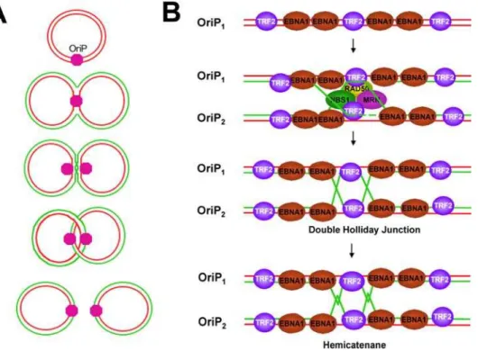 Figure 7. Model of recombination junctions formed at OriP and their function in sister-chromatid cohesion