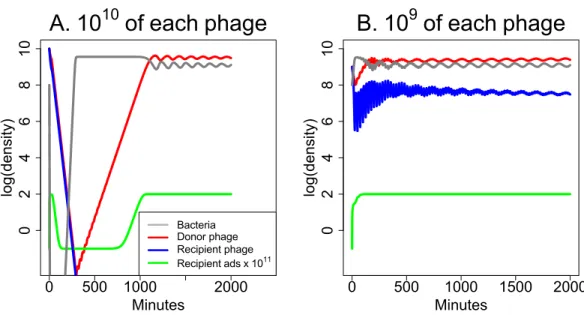 Figure 6 Weak synergy: short term dynamics of donor and recipient phages when synergy is insuf- insuf-ficient to maintain both phages