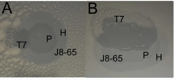 Figure 1 Two examples of a halo of J8-65 invaded by T7 (A and B). Enhanced clearing is observed where the T7 plaque intersects both the halo and plaque of J8-65