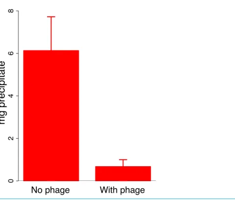 Figure 3 Effect of phage J8-65 on high molecular weight colanic acid components after overnight growth on plates
