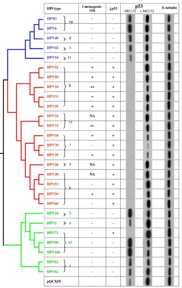 Figure 2. Phylogeny of alpha-HPVs and degradation of p53 by HPV E6 ORFs. HPV E6 activity on HA-p53 steady state levels were determined by Western blot using the assay shown in Figure 1A