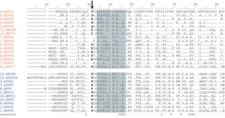 Figure 3. Alignment of HPV alpha E6 ORFs. The alignment of all 27 E6 ORFs tested in Figure 2 is shown
