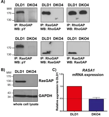 Figure 1. RhoGAP phosphorylation and RasGAP expression in DLD1 and DKO4 cell lines. A) RhoGAP and RasGAP were immunoprecipitated from DLD1 and DKO4 cells