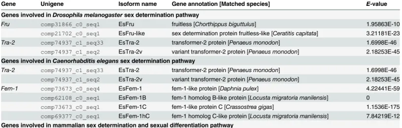 Table 1. Primary sex determination pathway related genes detected in Eriocheir sinensis transcriptomes.