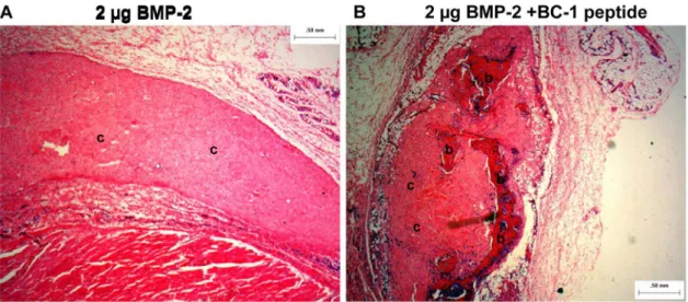 Figure 9. Representative histology image (hematoxylin and eosin stain) from the rat ectopic model obtained at a 2X magnification.