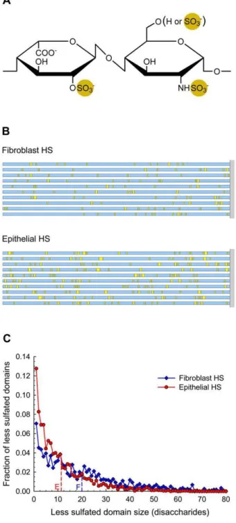 Figure 3. General patterns of domain organization predicted for fibroblast HS and epithelial HS